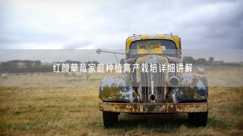红颜草莓家庭种植高产栽培详细讲解
