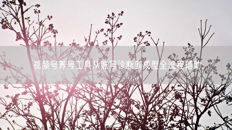 视频号养号工具从账号诊断到成型全流程辅助